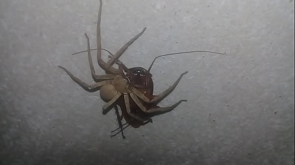 I See My  Fuck Her 2