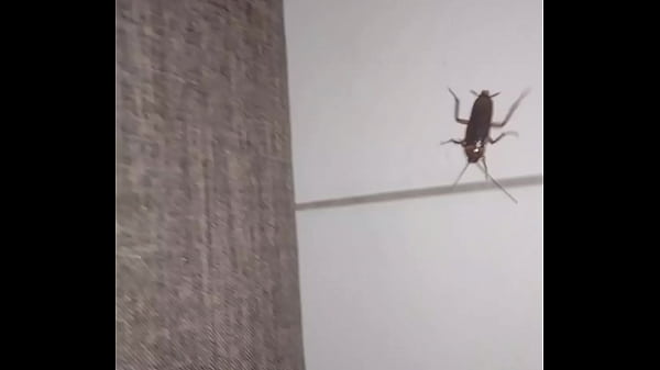 Barata ao som de kurt cobain de fundo