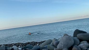 Monika Fox Swims Naked In Sea (Free)
