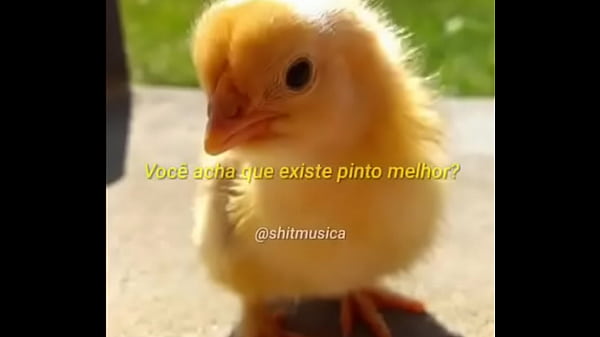 Belo pinto