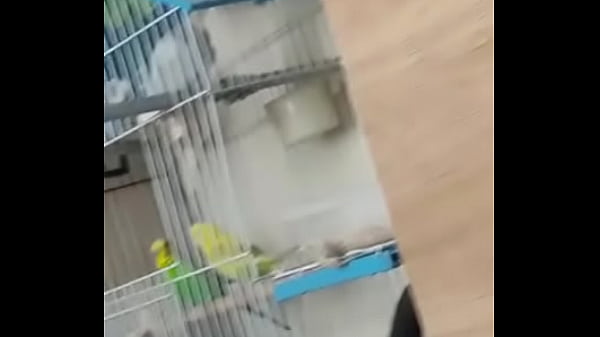 Lettuce caught in the quickie with the cutoco ninfetinha