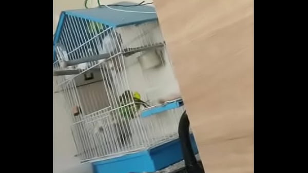 Alface pego na rapidinha com a ninfetinha cutoco