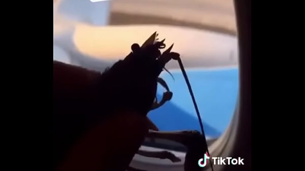 vegano consciente salvando camarão sortudo