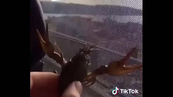 conscious vegan saving lucky shrimp
