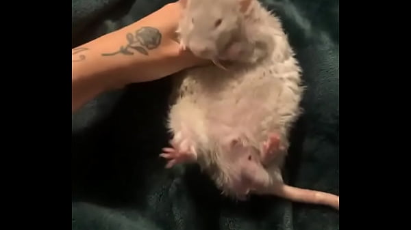 literally this chonka rodent has no idea how much he helps my mental health