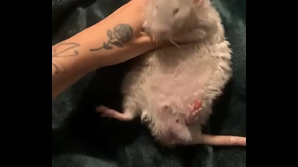 literally this chonka rodent has no idea how much he helps my mental health 7 sec