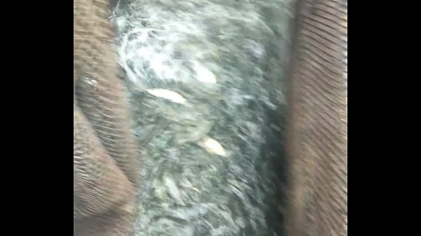 Vidéo De Vérification