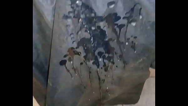 10 JATOS DE PORRA