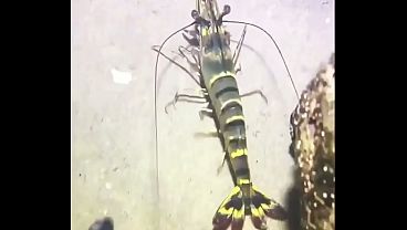 Hungry for sweethearts succulent twat