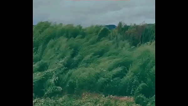 Video xác minh