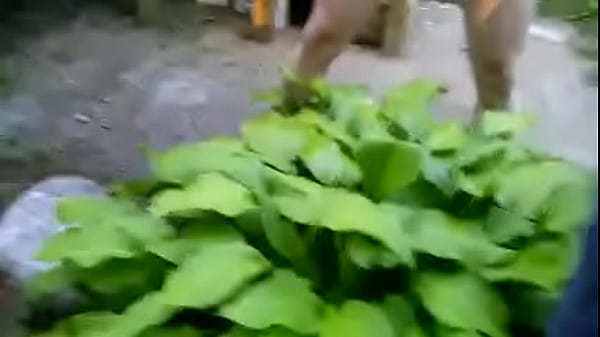 Download Video - Couple pissing together on a plant