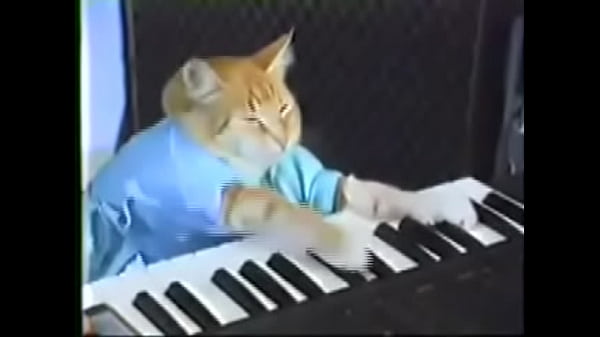 Piano cat
