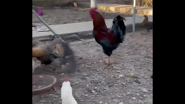 Pollito aleteando sexo duro