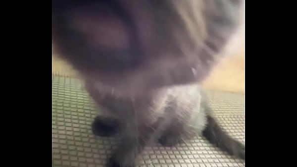 Spending all summer taking care of kittenzZ - i miss them already but bruja its though work ...