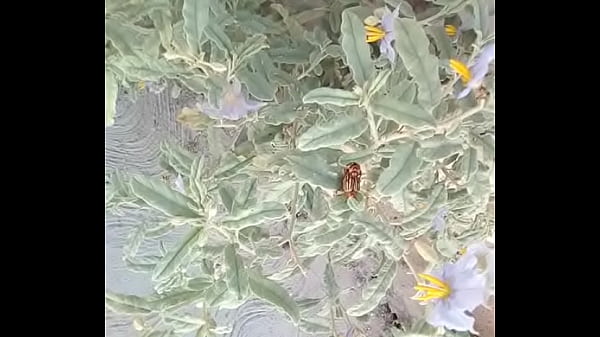 Marica que cojia con hombres Le atrae una Universitaria pa cojer