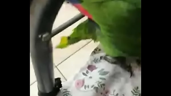 Soy la lora de Areli mujaajaja