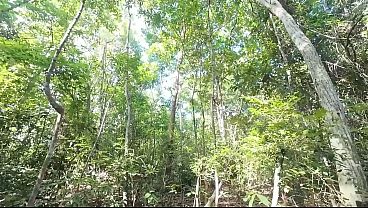 Download Video - A Thai girl was walking around the forest bragging about picking mu and suddenly had to pee&period; 4K HD