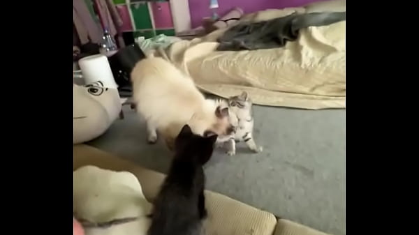 I love cats! ️ Mia was the best cat mom possible. I rescued her pregnant from a bad household, and she is such a ... 14 sec