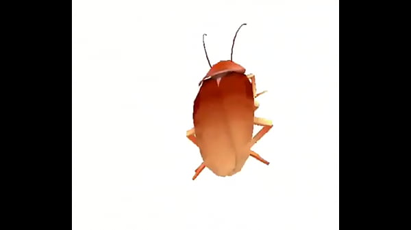 Cucaracha girando simplemente espectacular