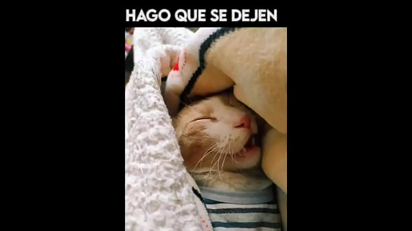 El gato Kchero