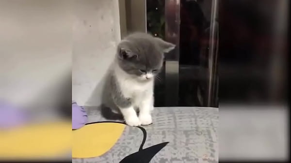 Baby Cats - Cute Baby Cat Videos Compilation