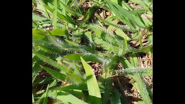 Vídeo de verificação