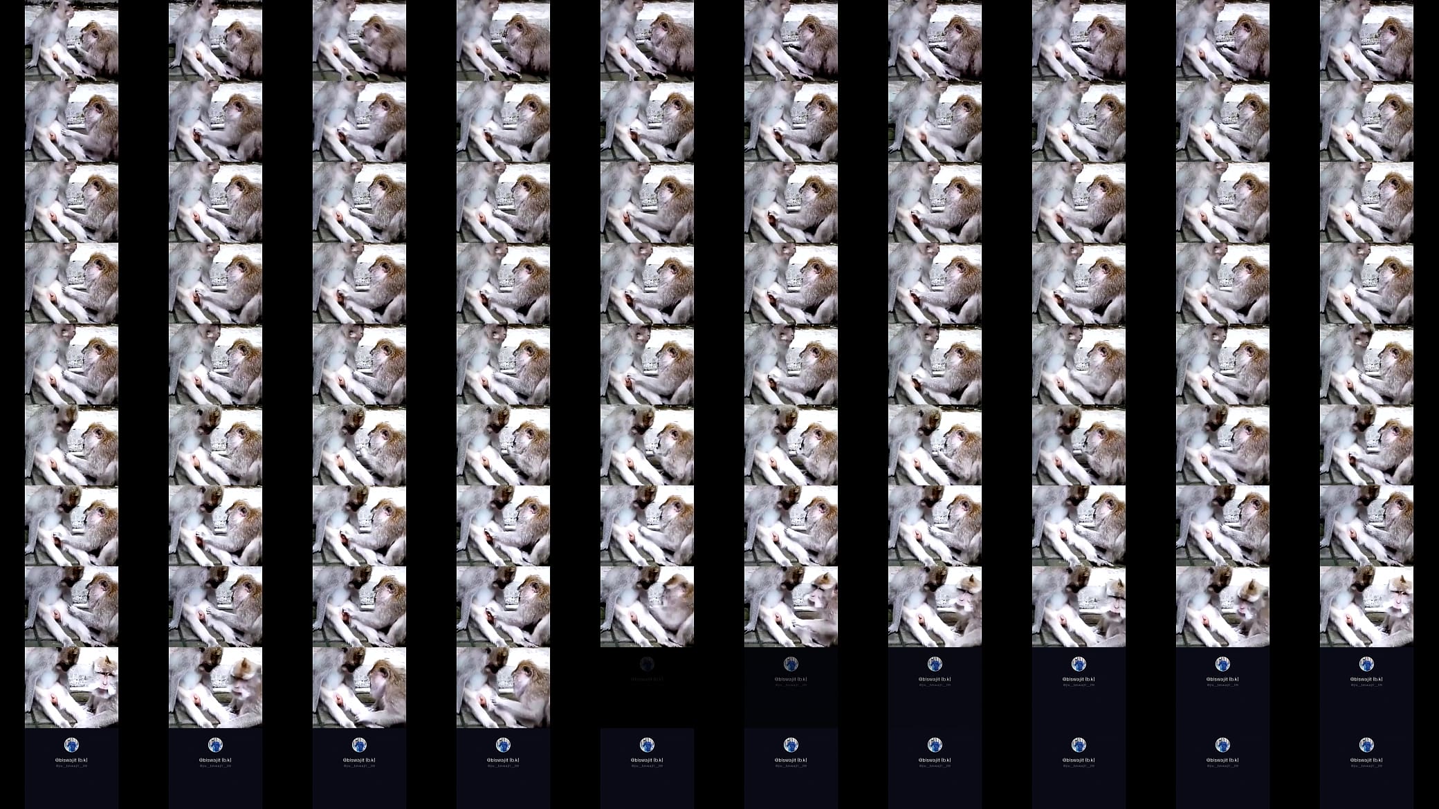 Monkey funny 预览图