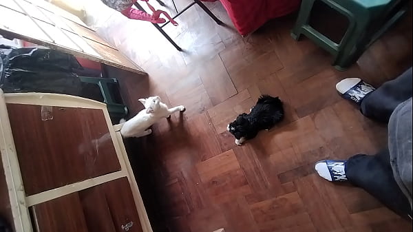 Adquirido reciente 1