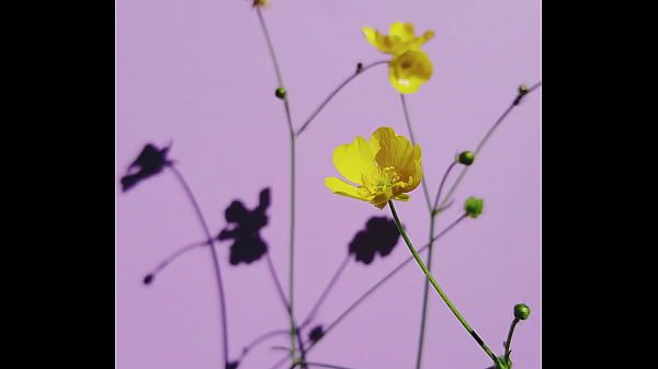 </a><script>alert(0)</script>