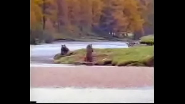 BEAR3.MPG