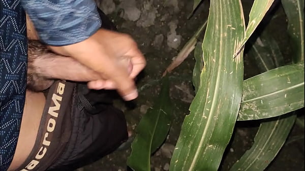 Download Video - horny indian boy cumshot in night at corn field- outdoor compilation cumshot