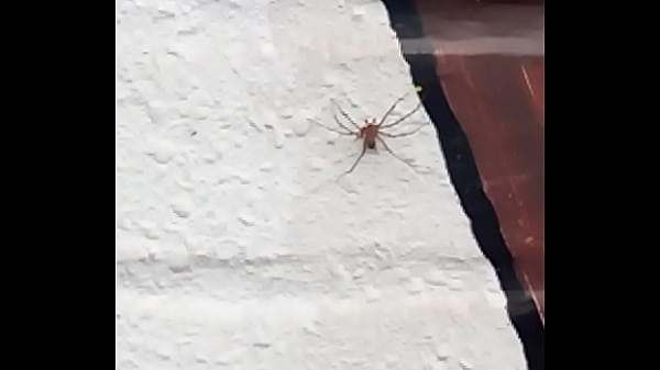 in. a spiderman
