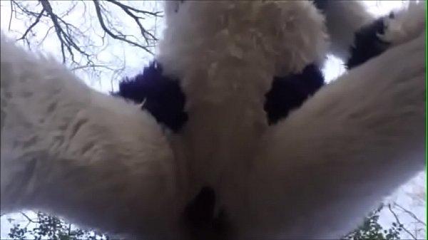 Download Video - Fursuit Couple Mating in Woods
