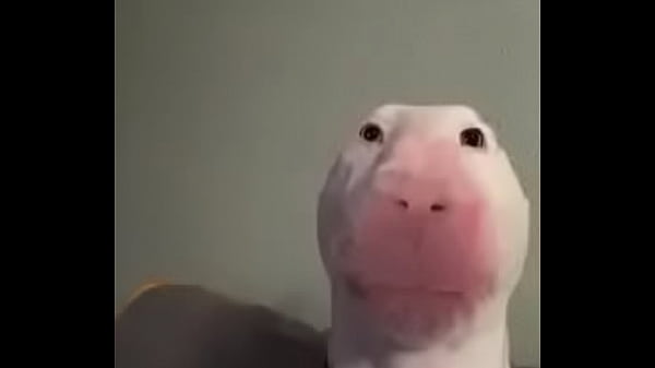 Ado a ado quem ver esse video é viado