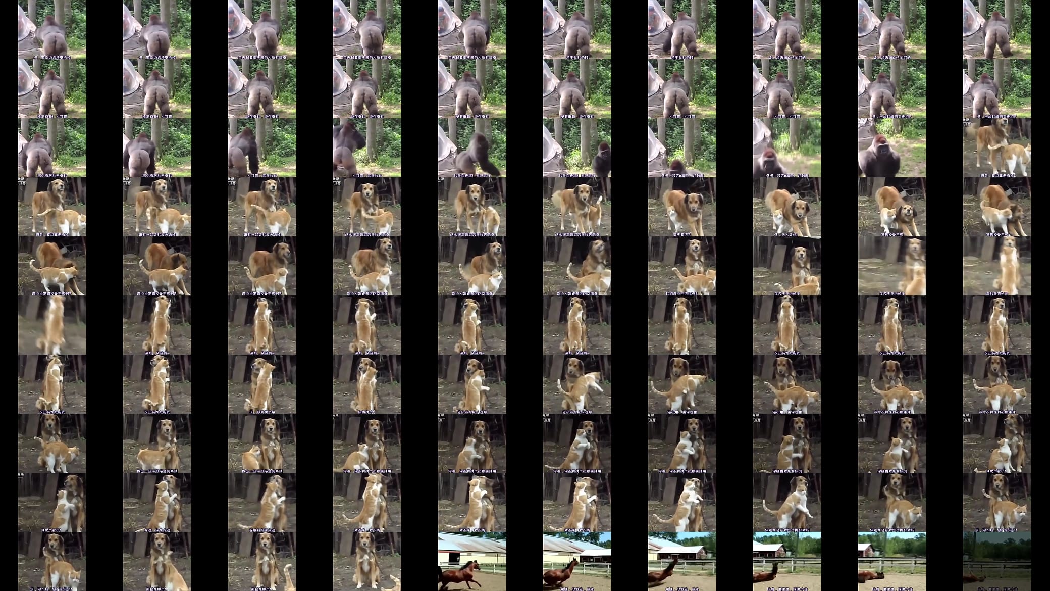 Verification video 预览图