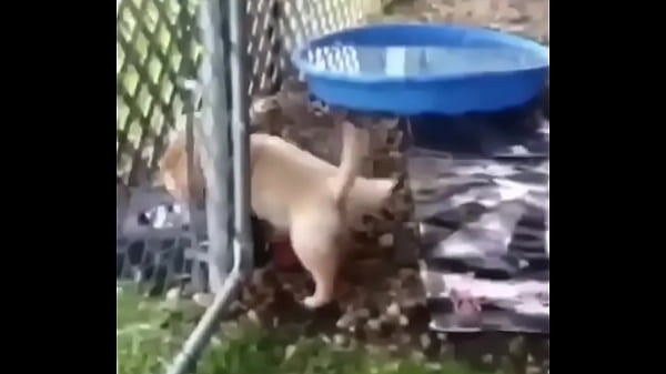Una perra jugando con un ganzo