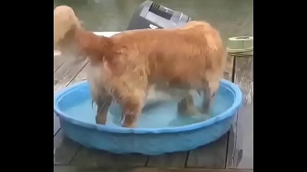 Una perra jugando con un ganzo