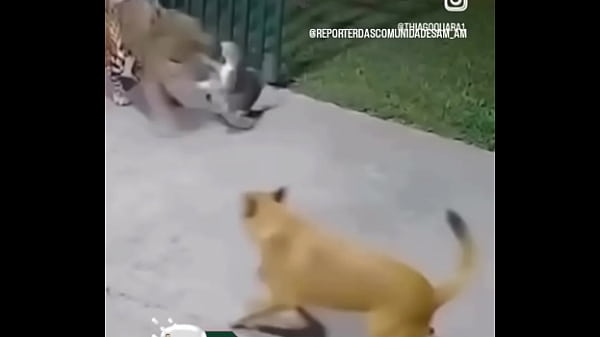 Meu pau e muito gostoso