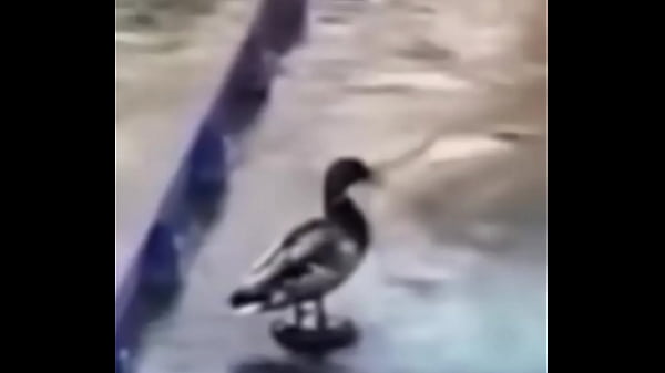 SEMEVAAREVENTAR LA TRIPA