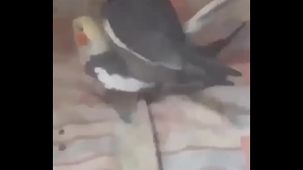 thumb birds