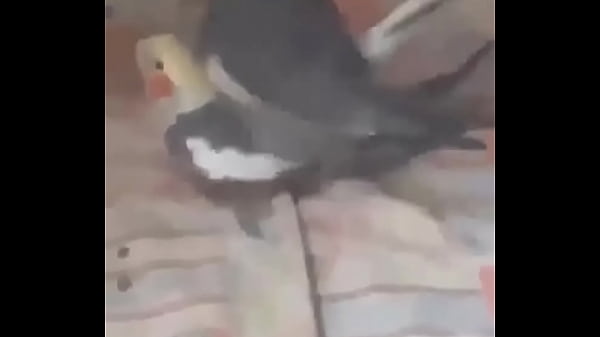 thumb birds
