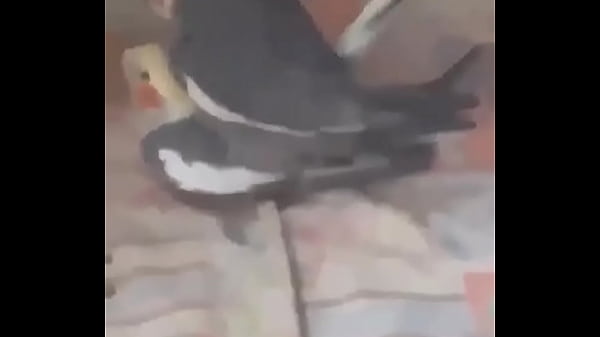 thumb birds