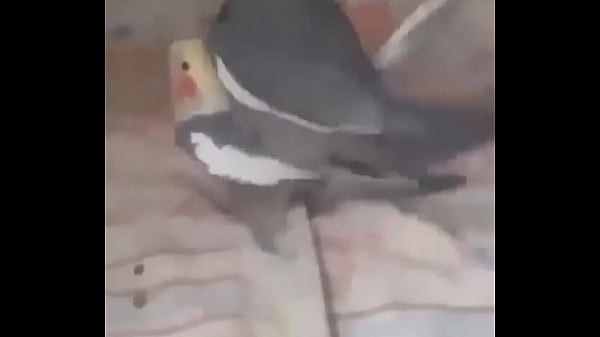 thumb birds
