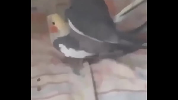 thumb birds