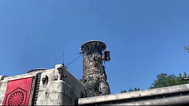 cheetah adora at disney theme park 