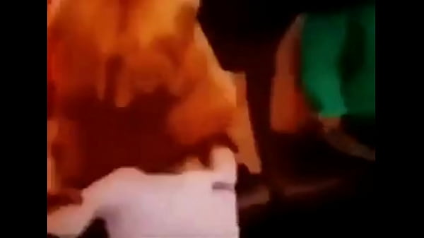 ALVIN E OS ESCROTOS RECEBENDO UMA MAMADA DE VELUDO