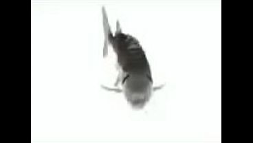 Pez girando por 1 hora