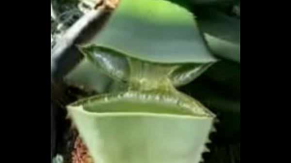 CURAR CANCER. LINK VIDEO COMPLETO https://gestyy.com/erIuny