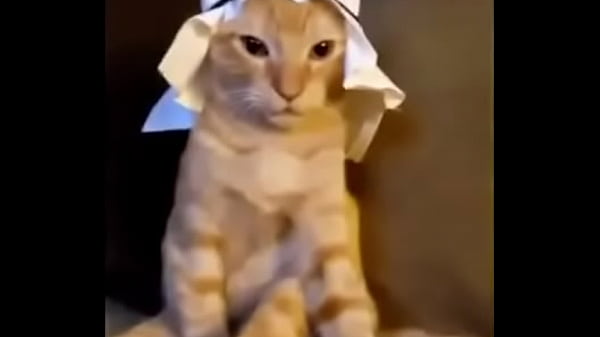 Arab Cat