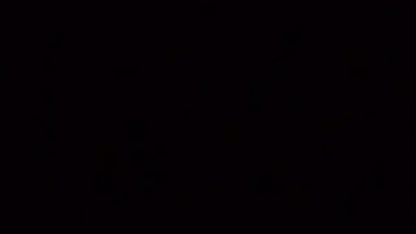 adotei trez amorzinhuz elas trabalham bem até [24k]